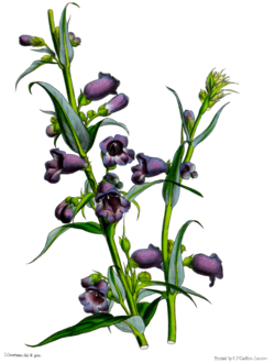 Penstemon gentianoides Paxton WhiteBG.png