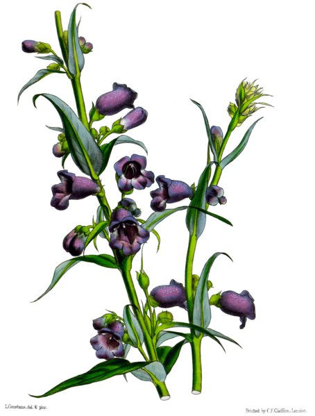 Penstemon gentianoides Paxton WhiteBG