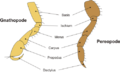 Pereopode nl