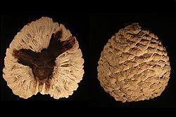 Archivo:Petrified Araucaria cone from patagonia-Edit3