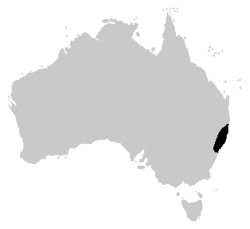 Litoria phyllochroa vive en Australia.