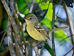 Archivo:Phylloscartes ventralis - Mottle-checked tyrannulet; Monteiro Lobato, São Paulo, Brazil