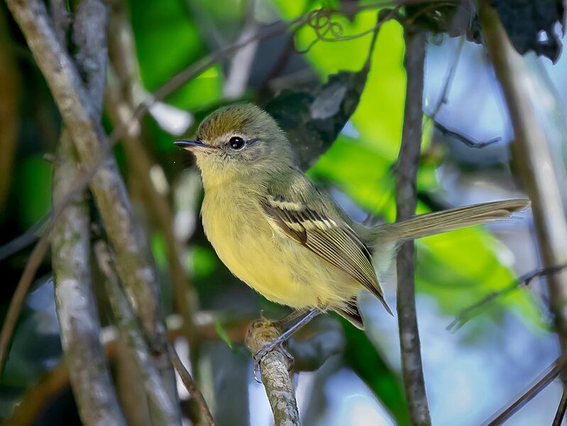 Phylloscartes ventralis - Mottle-checked tyrannulet; Monteiro Lobato, São Paulo, Brazil