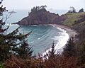 Picea sitchensis, Port Orford Heads