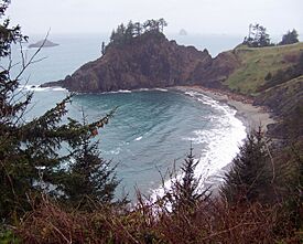 Archivo:Picea sitchensis, Port Orford Heads