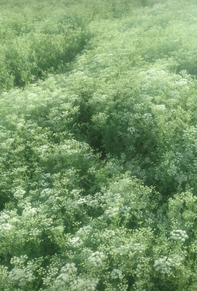 Pimpinella-anisum
