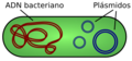 Plasmid (spanish)