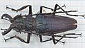 Psalidognathus sallei 2