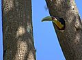 Ramphastos dicolorus nesting