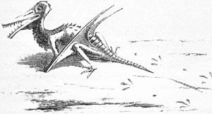 Archivo:Rhamphorhynchus reconstruction Riou 1863