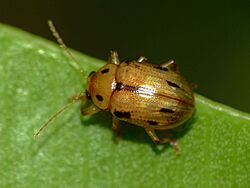 Rhyparida brevilineata 1731014.jpg