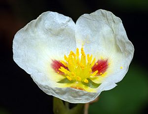 Archivo:Sagittaria montevidensis - blossom (aka)