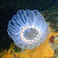 Salp colony, Aorangaia PA171899