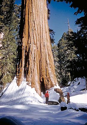 Archivo:Sequoia Grant