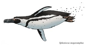 Archivo:Spheniscus megaramphus swimming