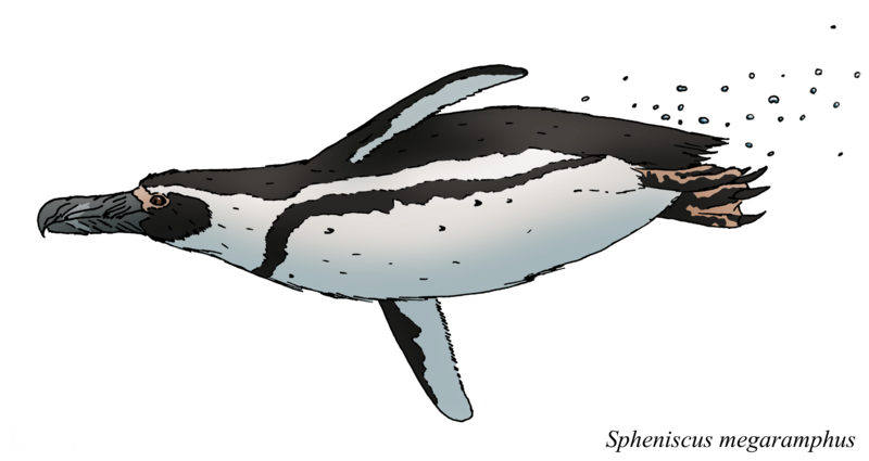 Spheniscus megaramphus swimming
