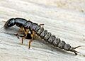Staphylinus olens (=Ocypus) - Larva (2006-04-02)
