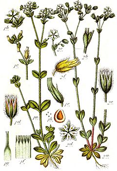 Stellaria borealis Sturm10.jpg