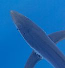 Tiburón azul (Prionace glauca), canal Fayal-Pico, islas Azores, Portugal, 2020-07-27, DD 18