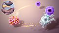 Type 1 Diabetes Mellitus