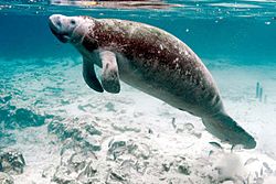 Underwater photography on endangered mammal manatee.jpg