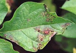 Unidentified disease on potato leaf.jpg