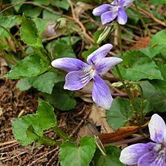 Viola anagae Tenerife 3.jpg