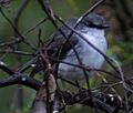 White breasted Robin MR 1 email