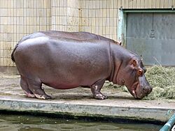 Zoo-nilpferd-ffm001.jpg