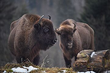 Зубри у Карпатах (1)