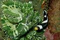 13-EastTimor-Dive Pertamina-Pier 24 (Clown Fish Anemone)-APiazza