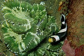 13-EastTimor-Dive Pertamina-Pier 24 (Clown Fish Anemone)-APiazza