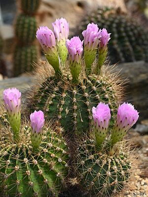 Archivo:Acanthocalycium violaceum kz01