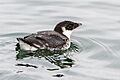 Ancient Murrelet - Semiahmoo Spit