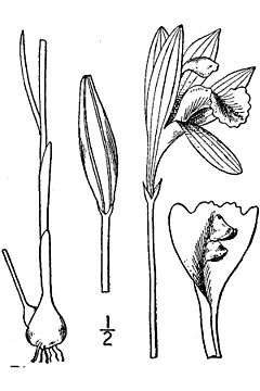 Archivo:Arethusa bulbosa BB-1913