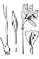 Arethusa bulbosa BB-1913