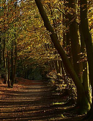 Archivo:Autumn Arrives - geograph.org.uk - 1032368