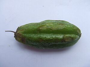 Archivo:Averrhoa bilimbi