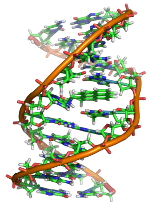 Archivo:Benzopyrene DNA adduct 1JDG
