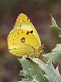 Berger's Clouded Yellow (28516174703)