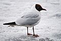 Black-headed Gull on ice