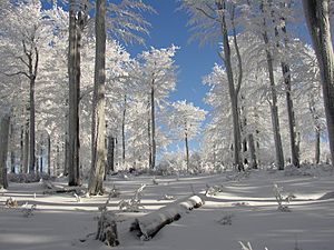 Archivo:Bukový porost na vrcholu Pěnkavčího vrchu v zimě