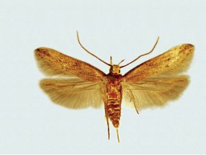 Archivo:CSIRO ScienceImage 10820 Sitotroga cerealella Angoumois grain moth