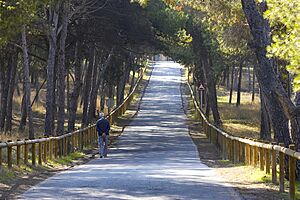 Archivo:Camino pinada
