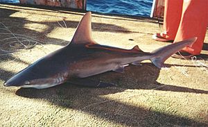 Archivo:Carcharhinus plumbeus