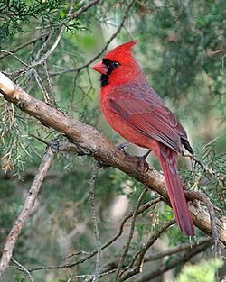 Cardinalis cardinalis -Columbus, Ohio, USA-male-8 (1).jpg