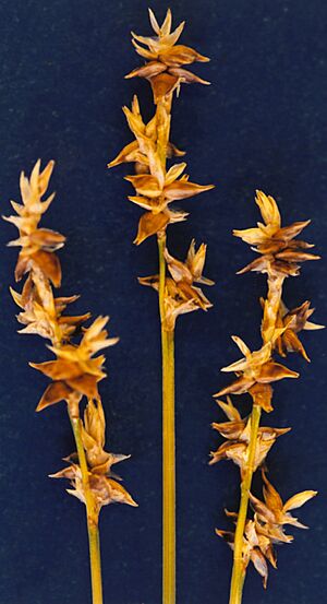 Archivo:Carex interior NRCS-2