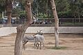 Cebras Parque Leyendas