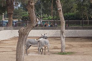 Archivo:Cebras Parque Leyendas