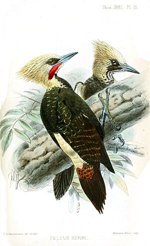 Archivo:CeleusKerriKeulemans